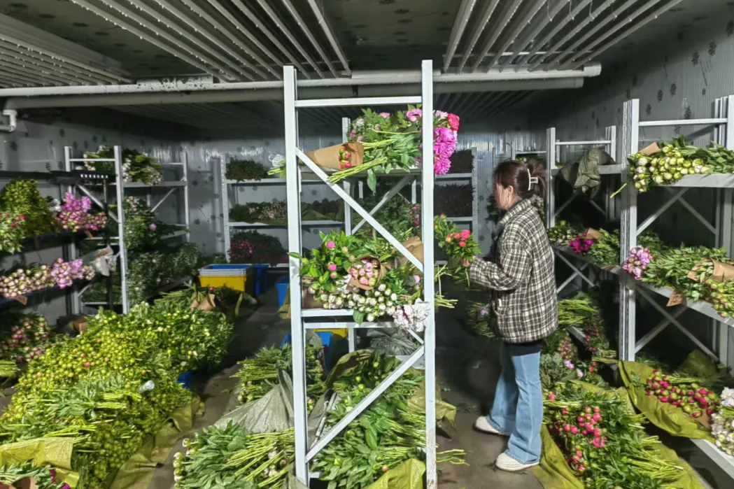 菏澤魯西新區(qū)岳程街道：牡丹芍藥“落地生根” 集體經(jīng)濟(jì)開出“向陽花”